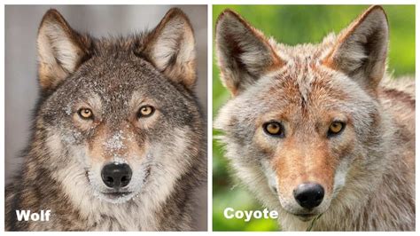 Image result for Wolves vs Coyotes