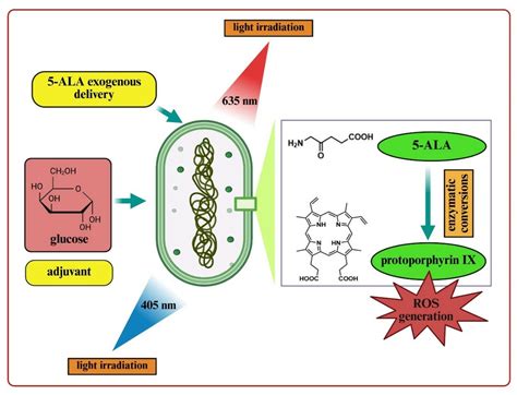 Assessing 5-Aminolevulinic Acid as a Natural Biocide Precursor for ...