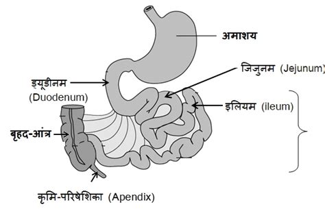 नोट्स, पाठ - 6 जैव प्रक्रम(कक्षा दसंवी) - Class 10 PDF Download