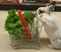 Image result for Funny Looking Rabbits