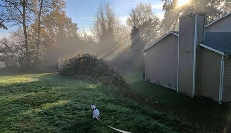 Image result for Taskmaster Dog Task