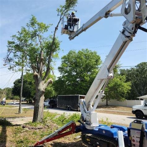 Image result for Tree Trimming Delaware