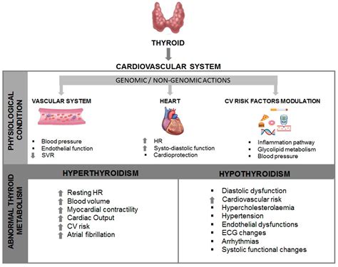 Thyroid and Heart: A Fatal Pathophysiological Attraction in a Controversial Clinical Liaison