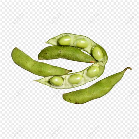 Large And Plump Organic Green Bean Pods,beans,green Beans PNG Image And ...