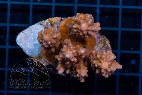 Acropora nana Tricolor (Filter)-SPS1_250712_013