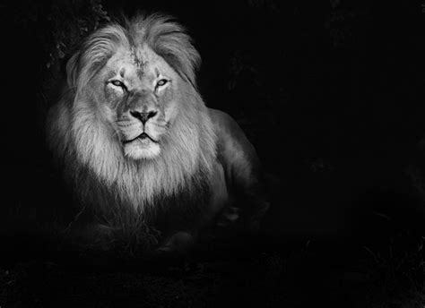 [700+] Lion Wallpapers | Wallpapers.com