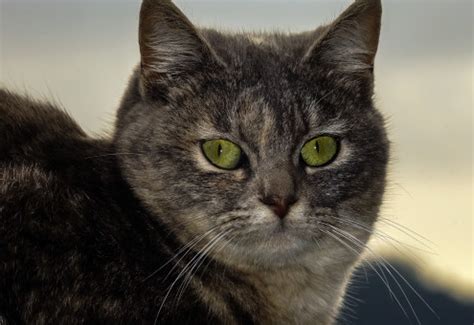 Image result for Sudoku Genetic Algorithm Python GitHub