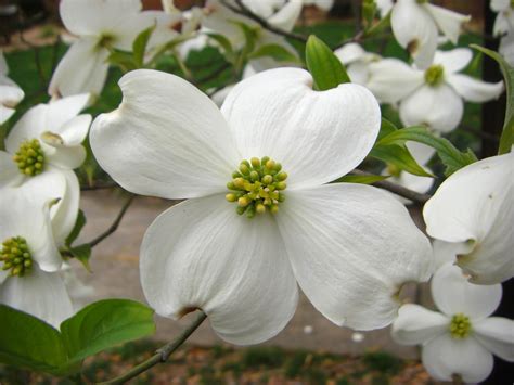 Free Pictures Of Dogwood Flowers at Sheila Tejada blog