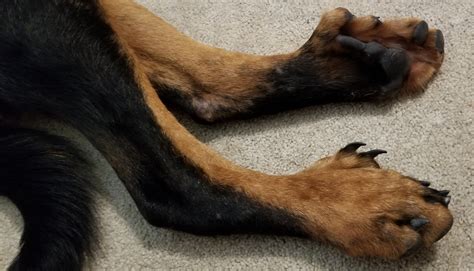 What Dogs Have Dew Claws