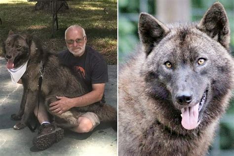 Wolf And Dog Mix 11 Best Wolf Dog Breeds HubPages