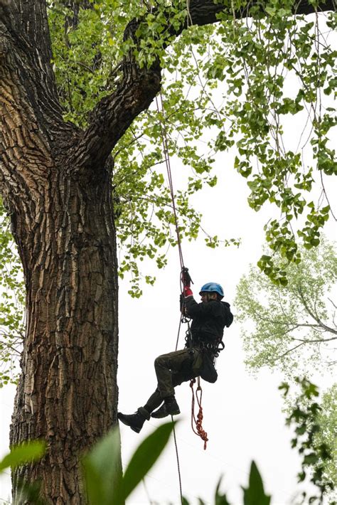 Tree Climbing Lessons 的图像结果