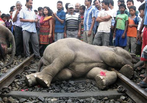 大象之殇: 被印度火车撞击身亡的大象们, 这是一条死亡铁路