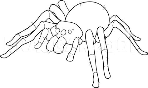 How To Draw An Easy Spider, Drawing, Step by Step, by Dawn - DragoArt