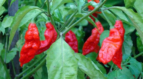 What is Bhut Jolokia? One of the hottest chillis in the world! – Naagin