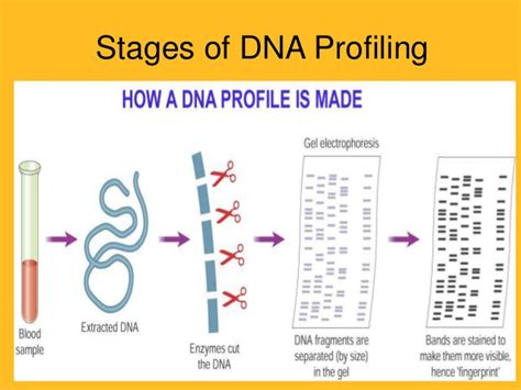 DNA Profiling 的图像结果