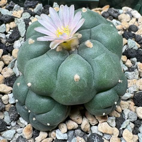 Peyote Cactus (Lophophora williamsii) Care Guide