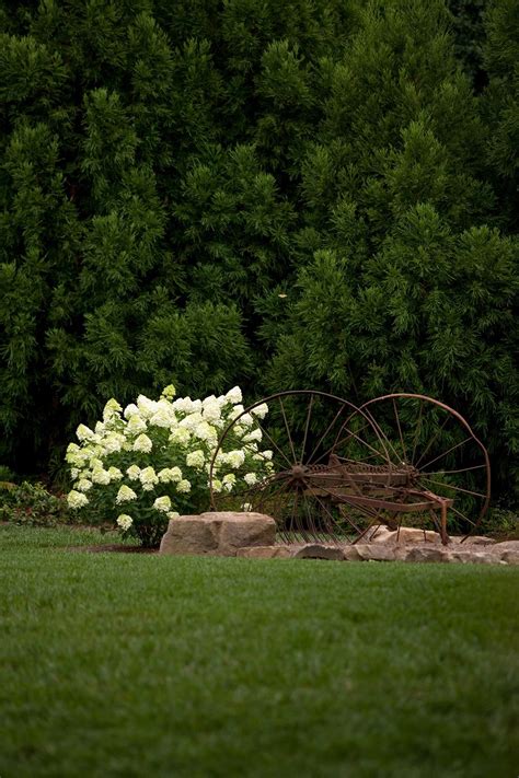 Fast Growing Maple Trees 的图像结果