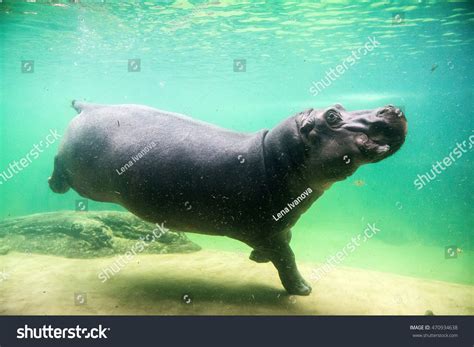 Zdjęcie stockowe „Hippo Underwater Hippopotamus Water Through Glass” (470934638) | Shutterstock ...