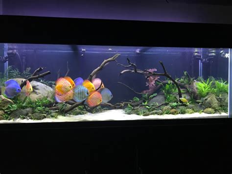 Rezultat imagine pentru Discus Tank Setup
