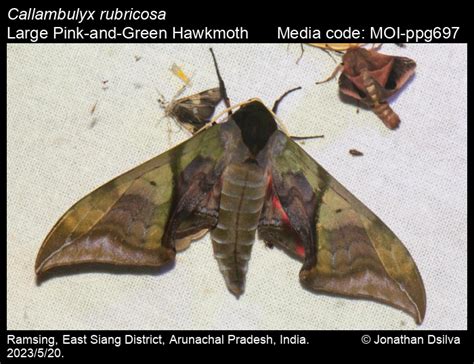 Callambulyx rubricosa | Moths