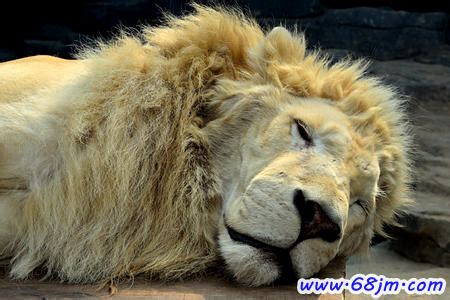 梦见狮子是什么意思有什么预兆_周公解梦