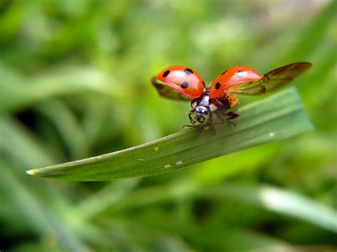 Image result for Ladybug Cartoon Desktop Background