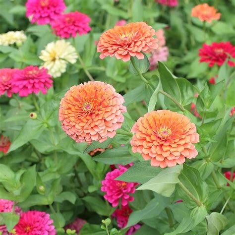Exploring the Beauty of Zinnias - Lilly Geek