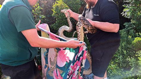 Image result for Attack Florida Human in On Python