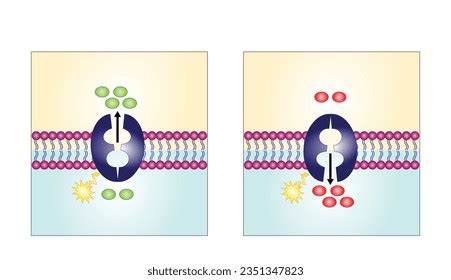 Image result for Concentration Gradient Cell Membrane