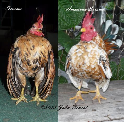 Serama - JungleKey.in Image