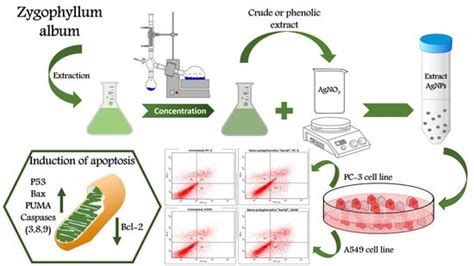 Comparative Cytotoxic Evaluation of Zygophyllum album Root and Aerial ...