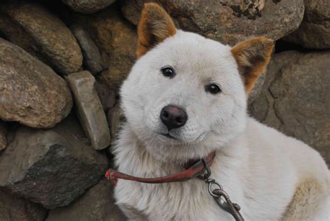 Korean Jindo: Dog Breed Characteristics & Care
