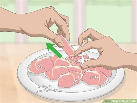 Image result for Cook Turtle