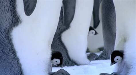 英国BBC记录片《卧底企鹅帮》又名《企鹅群里有特务》1-3集视频分享 - 英语动画资源圈 爱贝亲子网