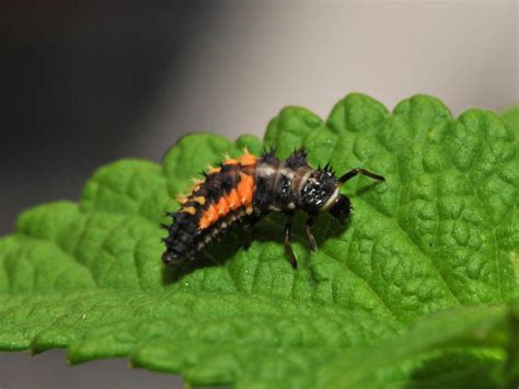 Ladybug Larvae