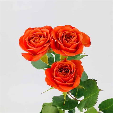 Orange County Flowers Wholesale / Each of our garden center stores ...