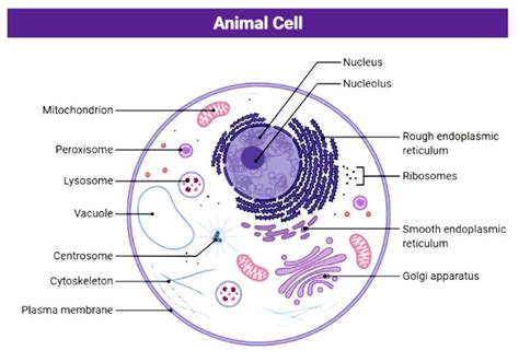 Cell Structure Unlabeled 的图像结果