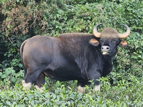 Wild, dangerous & top 10 animals in Laos 2026