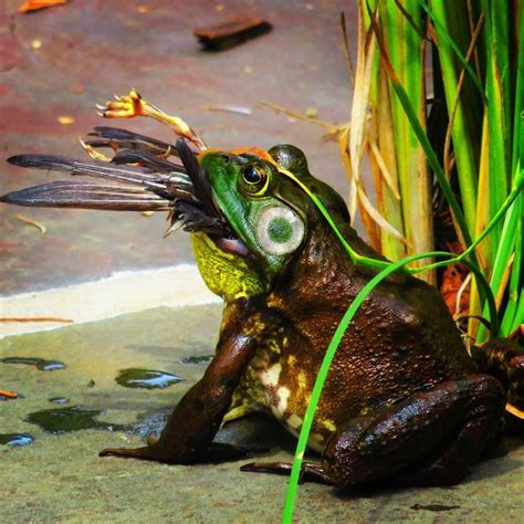 Frog Eating A Bird