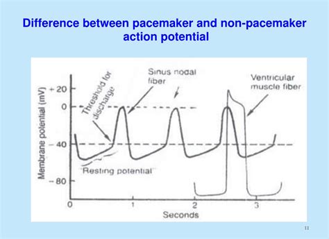 PPT - Cardiovascular Pharmacology Antiarrhythmic drugs Drugs in heart ...