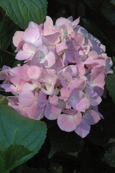 Collective harmony : spiritual meaning of flower, The Mother