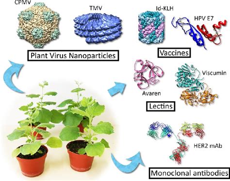 Biotech 的图像结果