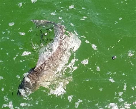 SCALLYWAG CHARTERS INC. (2025) All You Need to Know BEFORE You Go (with ...