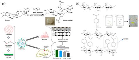 Update on Chitosan-Based Hydrogels: Preparation, Characterization, and ...