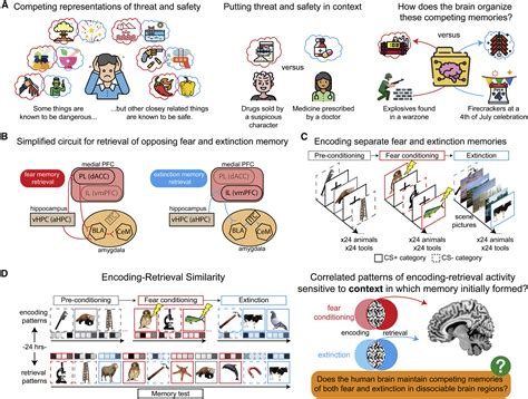 Neural reinstatement reveals divided organization of fear and extinction memories in the human ...