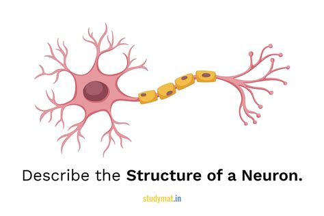 A Schematic Representation Of A Neuron A Note The
