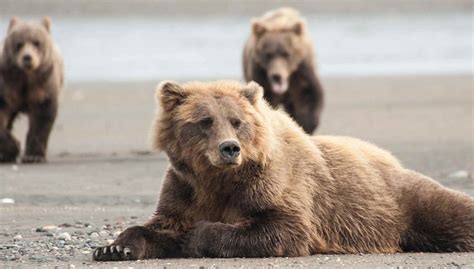 Avistamiento de osos grizzly, Homer - Central de Reservas