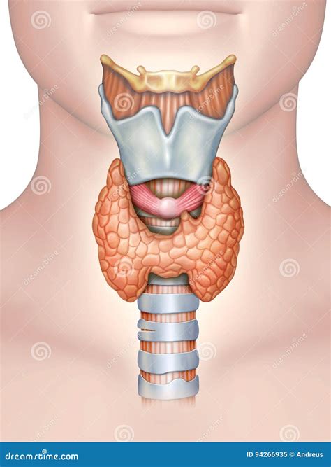 Thyroid Gland, Lmedically Accurate 3D Illustration, Labeled Stock Photography | CartoonDealer ...