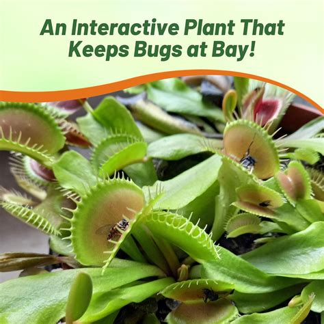 When To Harvest Venus Flytrap (Dionaea Muscipula) - Carnivorous Plant Resource Where Do Venus ...