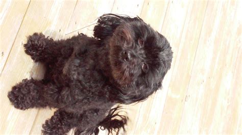 Image result for Spoodle Cockapoo